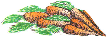 
Carrots are the perfect candidate for fall planting.
